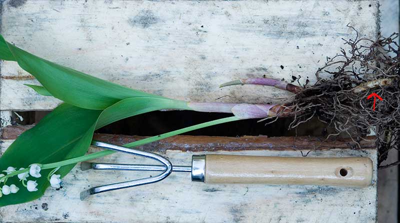 Liljekonvalj med rhizom Liljekonvalj med rhizom